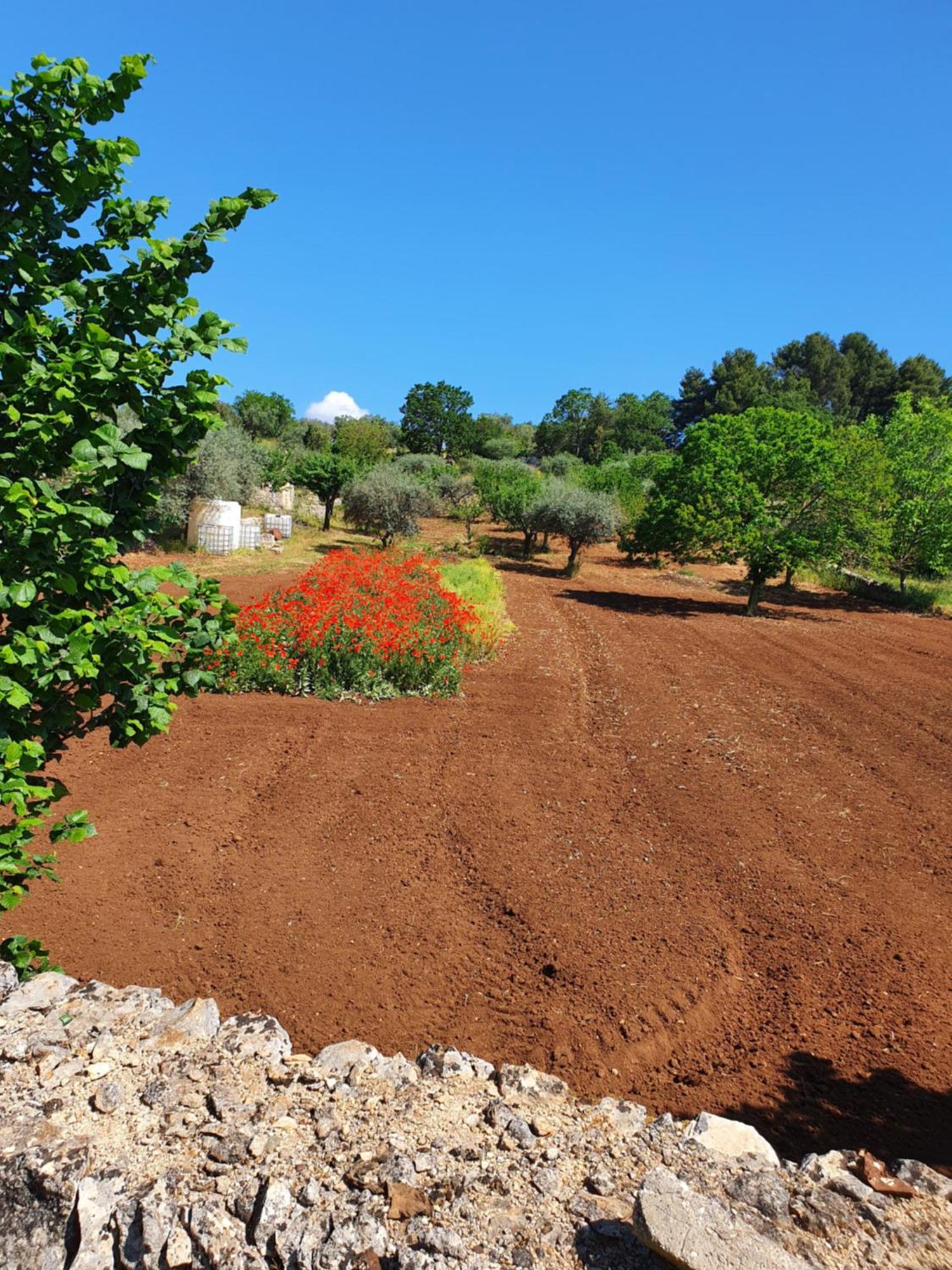 Trullo Vacanze Di Cumma Rosa Alberobello Ngoại thất bức ảnh